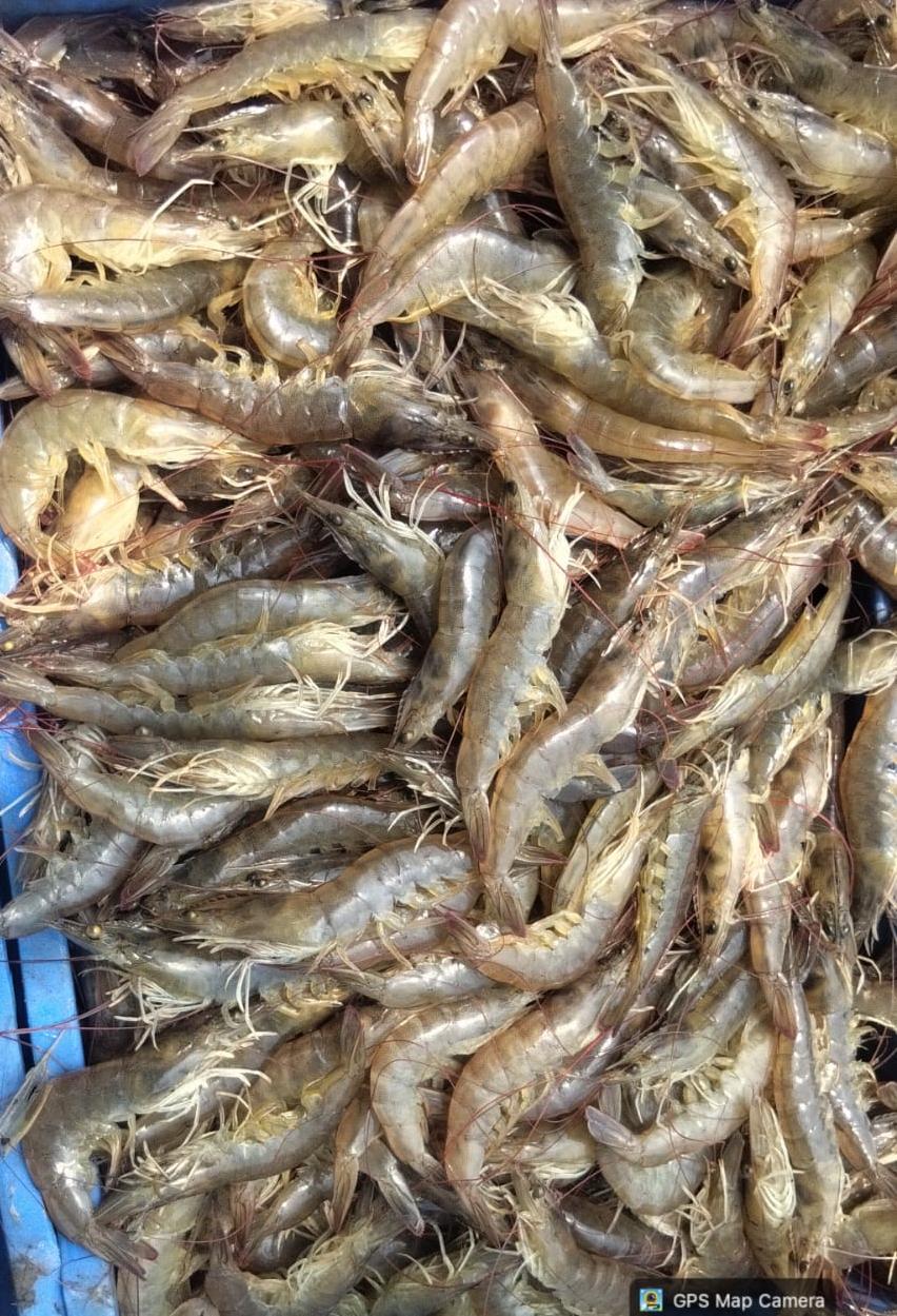 Fresh Prawns -(100-125) count