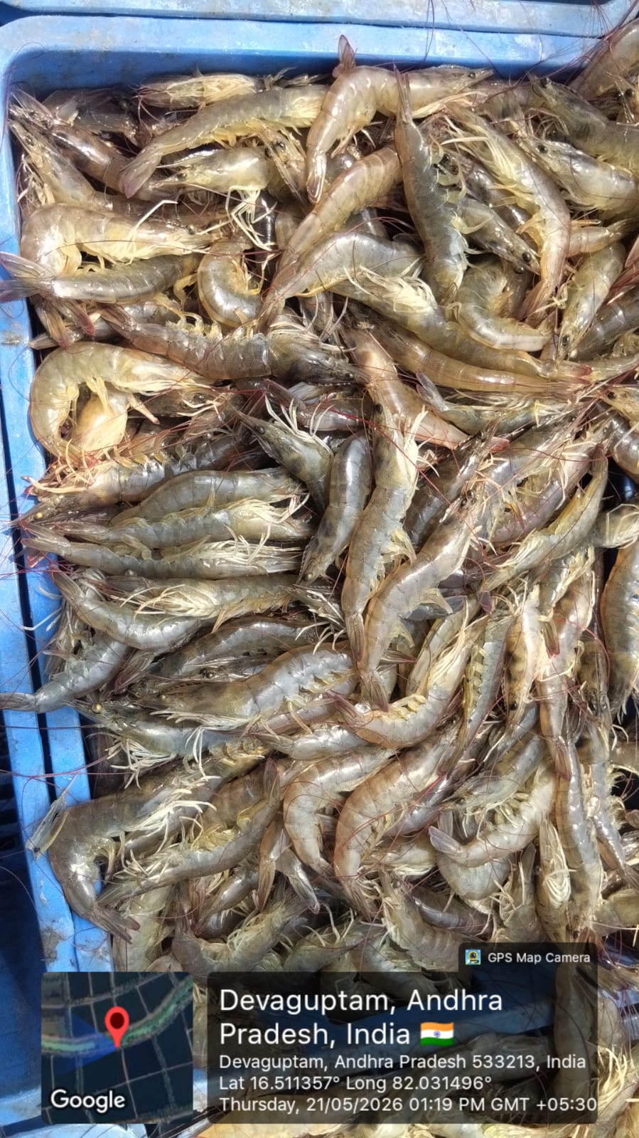Fresh prawns-(30-50) count
