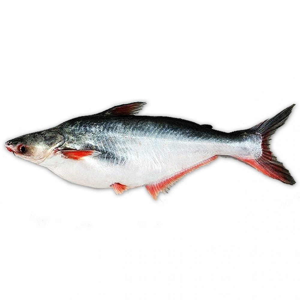 Basa(boneless)